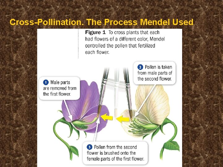 Cross-Pollination. The Process Mendel Used 