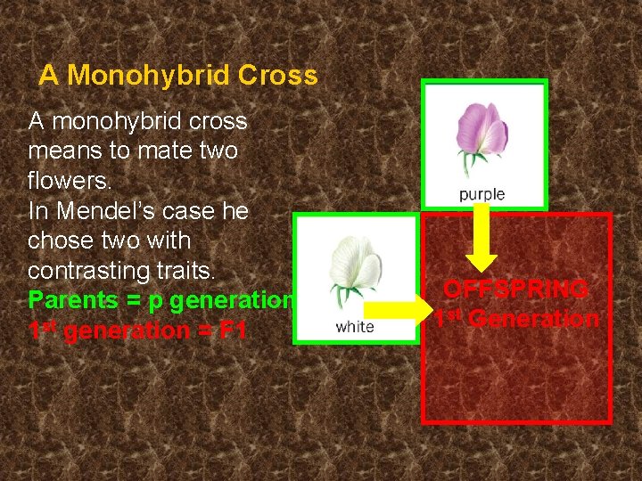 A Monohybrid Cross A monohybrid cross means to mate two flowers. In Mendel’s case