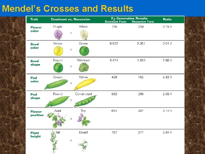 Mendel’s Crosses and Results 