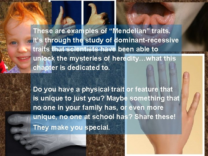 These are examples of “Mendelian” traits. It’s through the study of dominant-recessive traits that