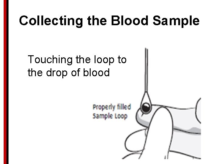 Collecting the Blood Sample Touching the loop to the drop of blood 