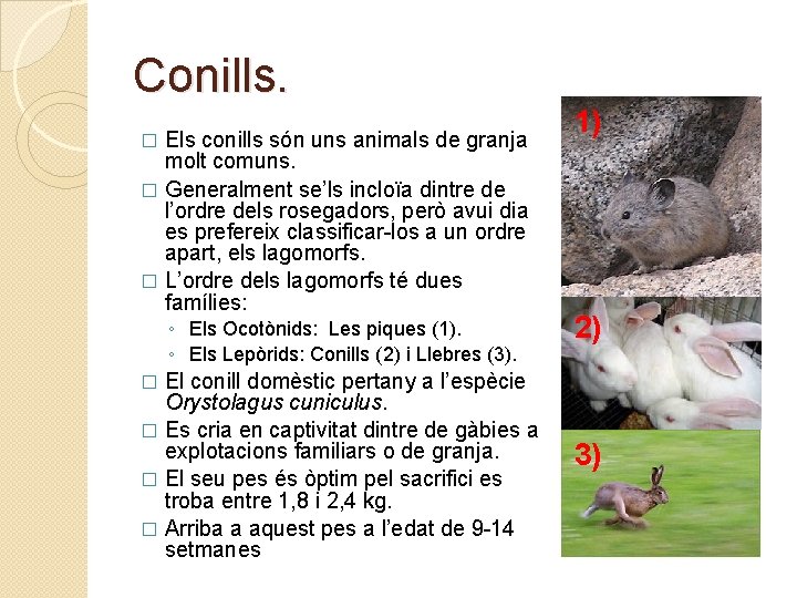 Conills. Els conills són uns animals de granja molt comuns. � Generalment se’ls incloïa