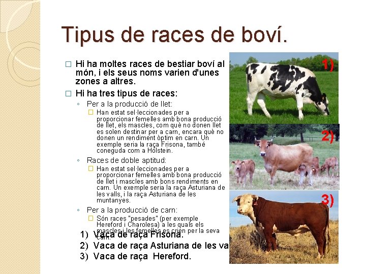 Tipus de races de boví. Hi ha moltes races de bestiar boví al món,