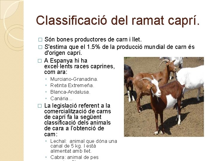 Classificació del ramat caprí. Són bones productores de carn i llet. � S'estima que