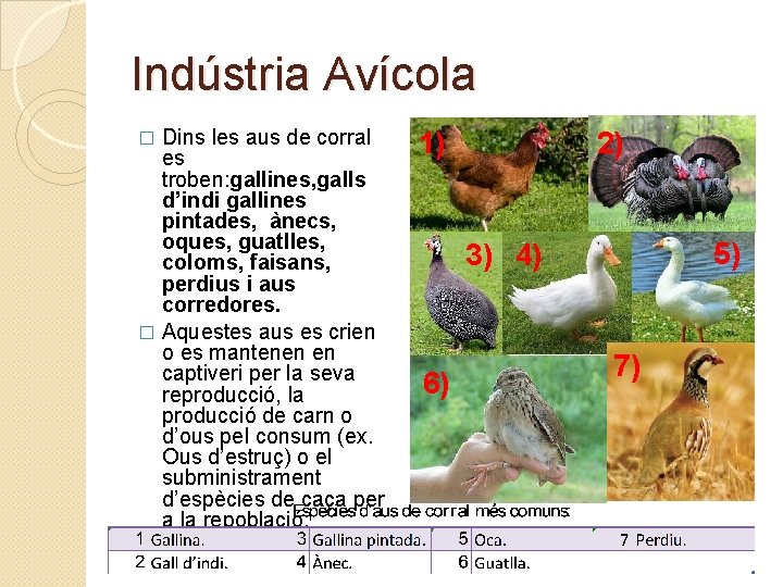 Indústria Avícola Dins les aus de corral es troben: gallines, galls d’indi gallines pintades,