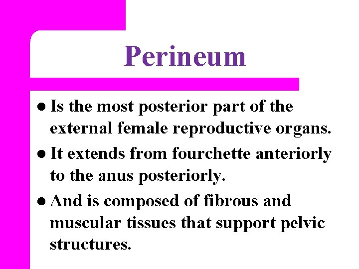 Perineum l Is the most posterior part of the external female reproductive organs. l