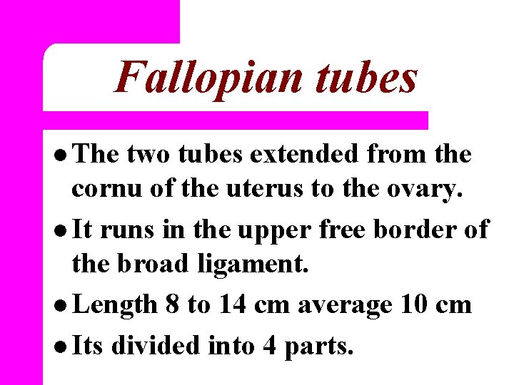Fallopian tubes l The two tubes extended from the cornu of the uterus to