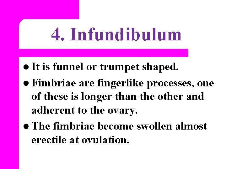 4. Infundibulum l It is funnel or trumpet shaped. l Fimbriae are fingerlike processes,