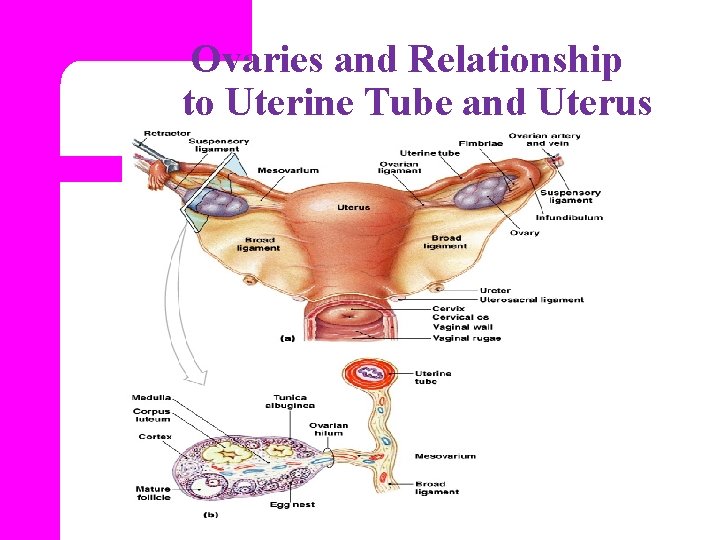 Ovaries and Relationship to Uterine Tube and Uterus Figure 28– 14 