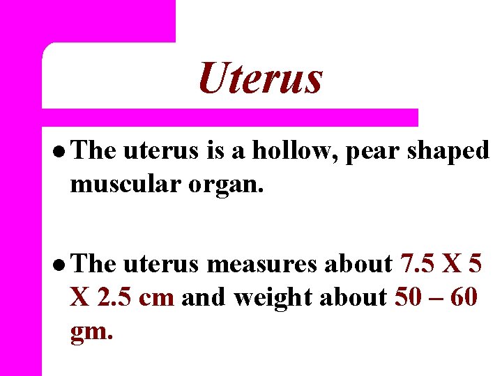 Uterus l The uterus is a hollow, pear shaped muscular organ. l The uterus