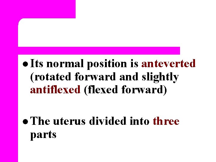 l Its normal position is anteverted (rotated forward and slightly antiflexed (flexed forward) l