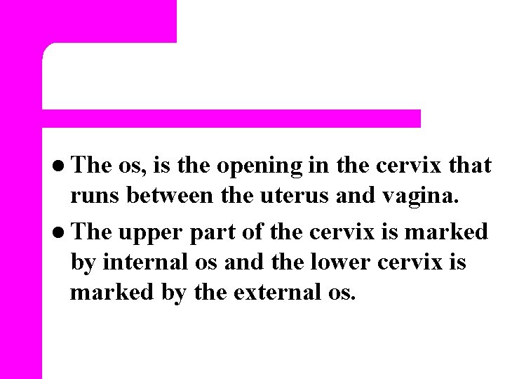 l The os, is the opening in the cervix that runs between the uterus