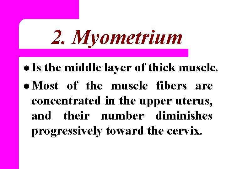 2. Myometrium l Is the middle layer of thick muscle. l Most of the
