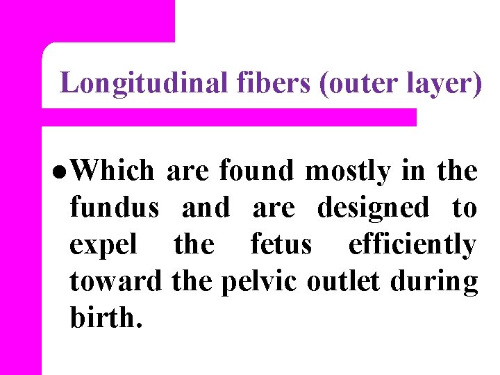 Longitudinal fibers (outer layer) l Which are found mostly in the fundus and are