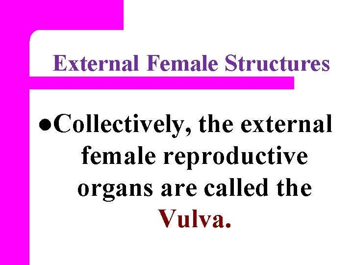 External Female Structures l. Collectively, the external female reproductive organs are called the Vulva.