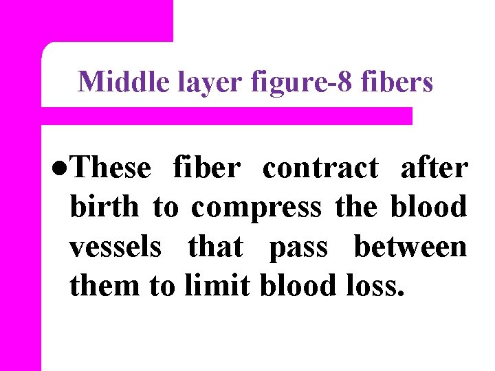 Middle layer figure-8 fibers l. These fiber contract after birth to compress the blood