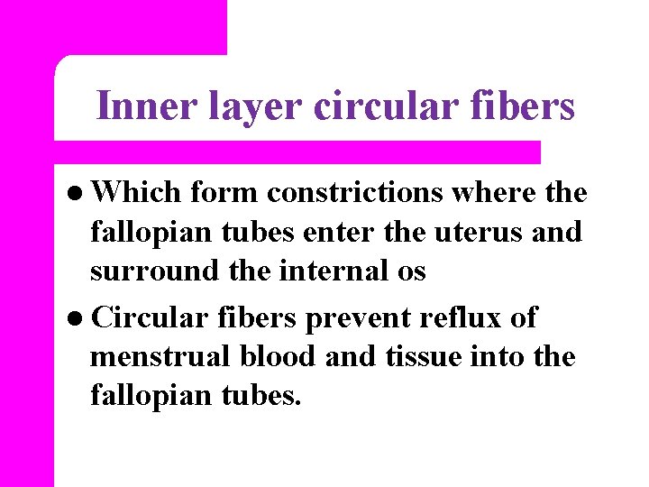 Inner layer circular fibers l Which form constrictions where the fallopian tubes enter the