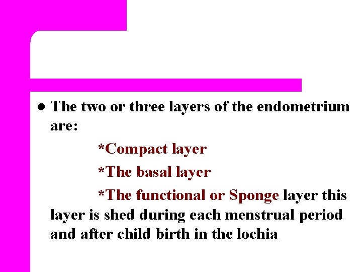 l The two or three layers of the endometrium are: *Compact layer *The basal