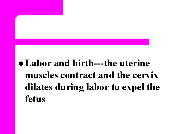 l Labor and birth---the uterine muscles contract and the cervix dilates during labor to