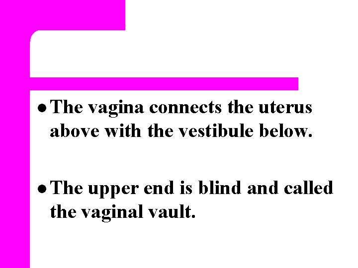 l The vagina connects the uterus above with the vestibule below. l The upper