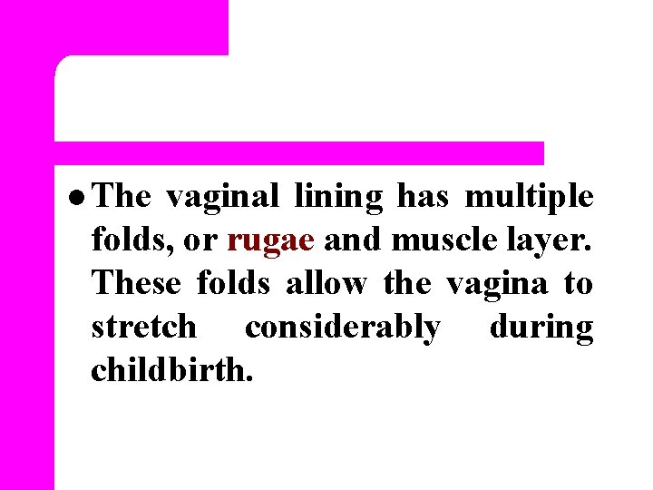 l The vaginal lining has multiple folds, or rugae and muscle layer. These folds