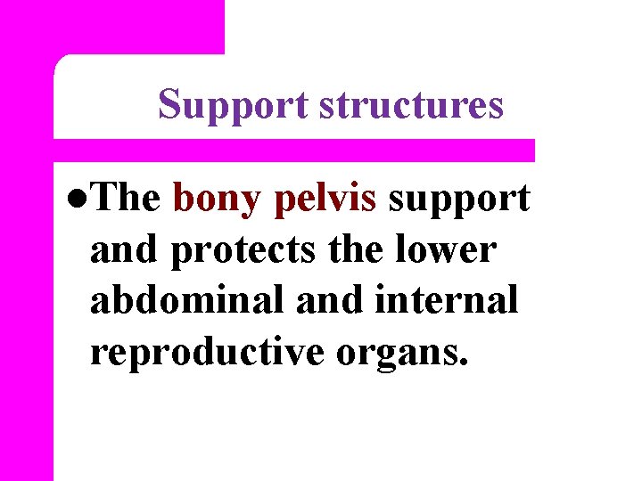 Support structures l. The bony pelvis support and protects the lower abdominal and internal