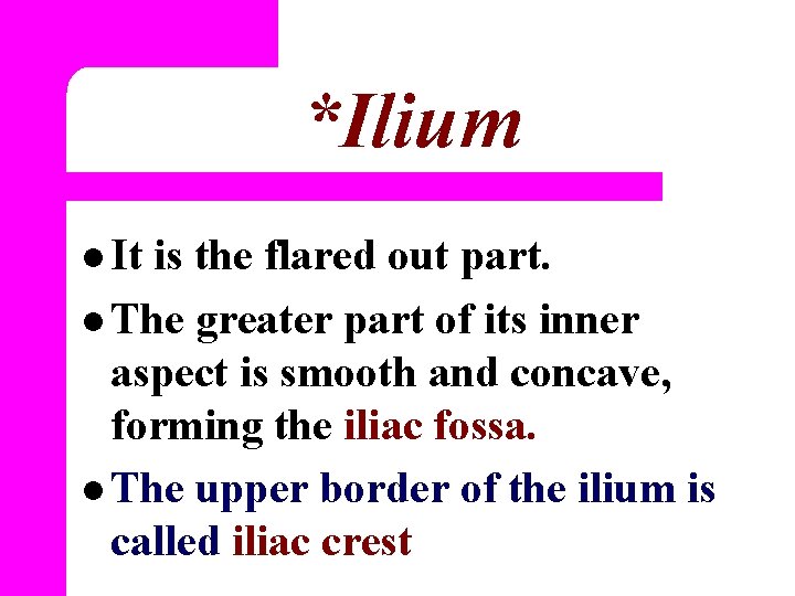 *Ilium l It is the flared out part. l The greater part of its