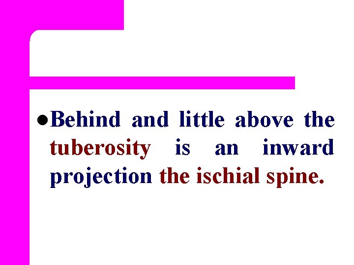 l. Behind and little above the tuberosity is an inward projection the ischial spine.