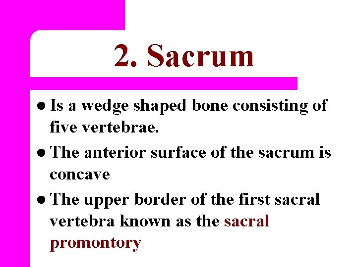 2. Sacrum l Is a wedge shaped bone consisting of five vertebrae. l The