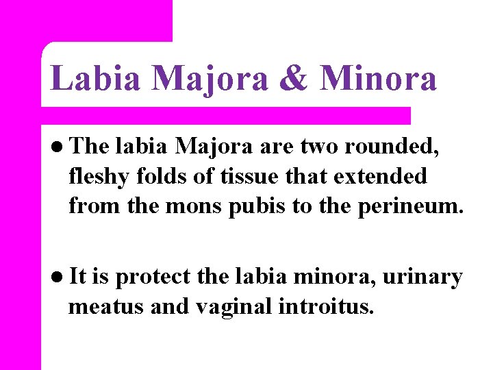 Labia Majora & Minora l The labia Majora are two rounded, fleshy folds of