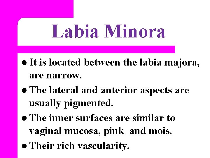 Labia Minora l It is located between the labia majora, are narrow. l The