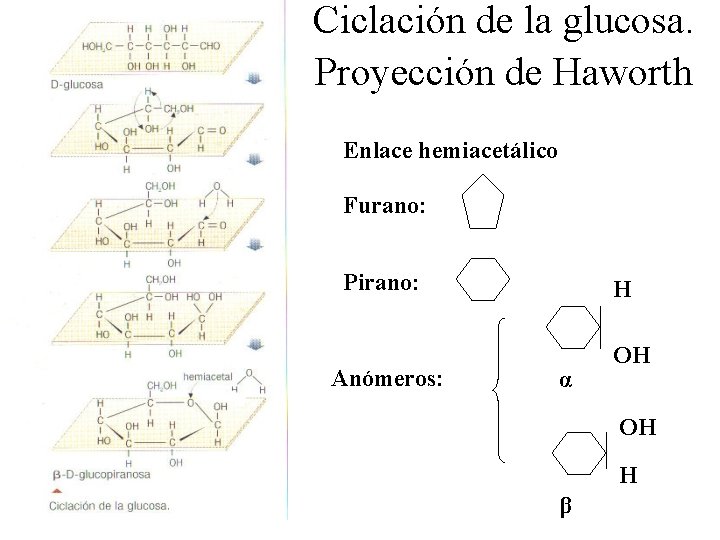Ciclación de la glucosa. Proyección de Haworth Enlace hemiacetálico Furano: Pirano: Anómeros: H α