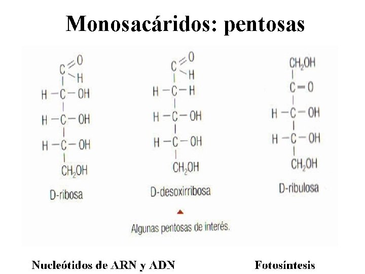 Monosacáridos: pentosas 