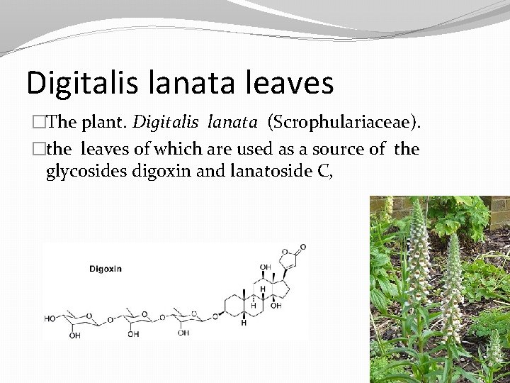 Digitalis lanata leaves �The plant. Digitalis lanata (Scrophulariaceae). �the leaves of which are used
