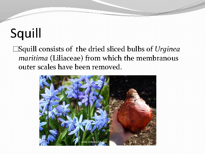 Squill �Squill consists of the dried sliced bulbs of Urginea maritima (Liliaceae) from which