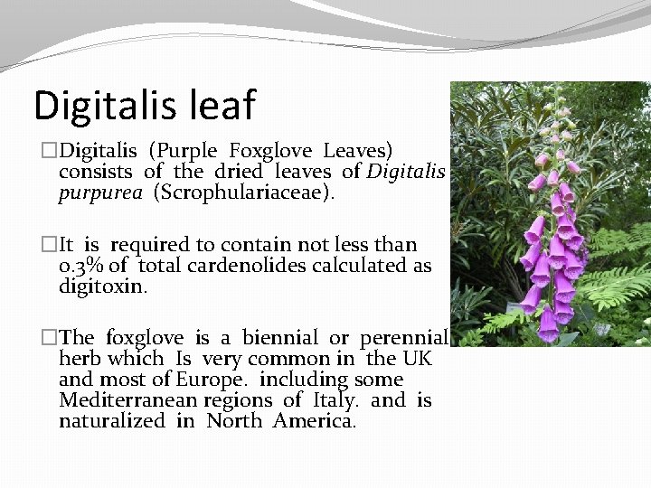 Digitalis leaf �Digitalis (Purple Foxglove Leaves) consists of the dried leaves of Digitalis purpurea