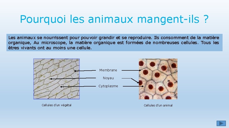 Pourquoi les animaux mangent-ils ? Les animaux se nourrissent pour pouvoir grandir et se