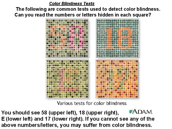 Color Blindness Tests The following are common tests used to detect color blindness. Can