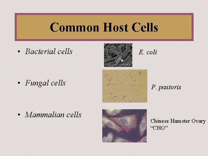 Common Host Cells • Bacterial cells • Fungal cells • Mammalian cells E. coli