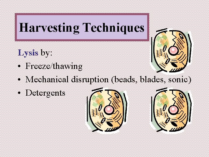 Harvesting Techniques Lysis by: • Freeze/thawing • Mechanical disruption (beads, blades, sonic) • Detergents