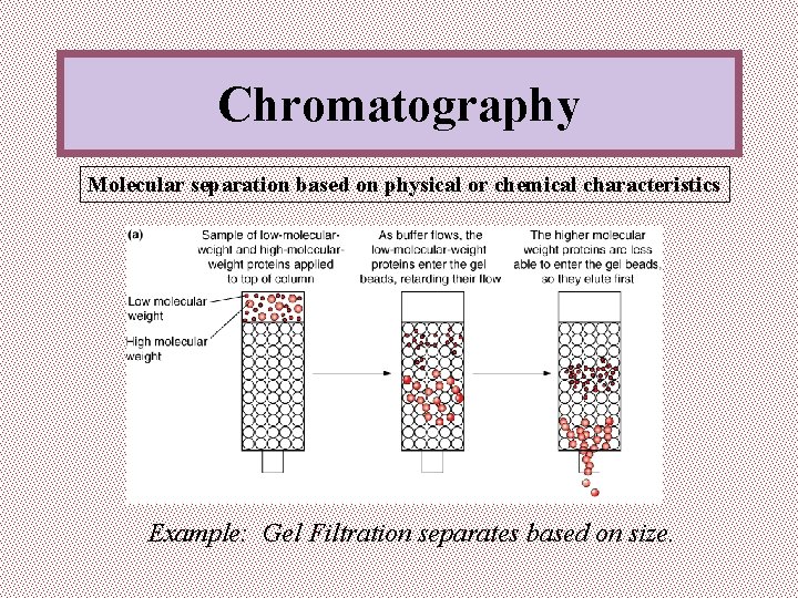 Chromatography Molecular separation based on physical or chemical characteristics Example: Gel Filtration separates based