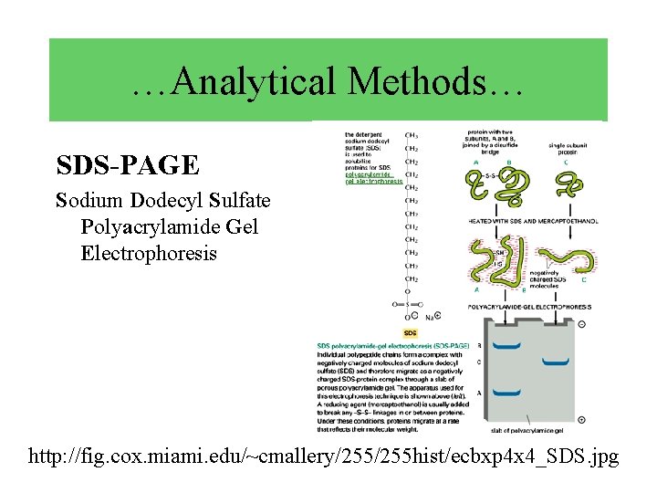 …Analytical Methods… SDS-PAGE Sodium Dodecyl Sulfate Polyacrylamide Gel Electrophoresis http: //fig. cox. miami. edu/~cmallery/255