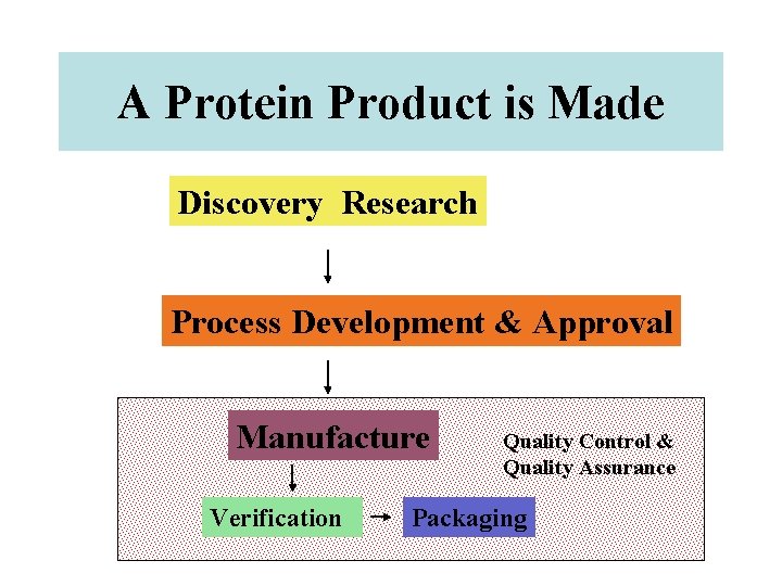 A Protein Product is Made Discovery Research Process Development & Approval Manufacture Verification Quality