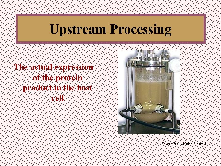 Upstream Processing The actual expression of the protein product in the host cell. Photo