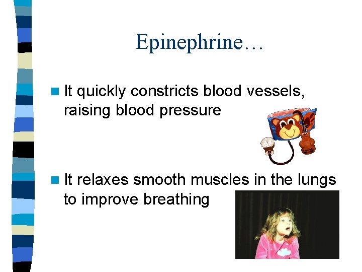 Epinephrine… n It quickly constricts blood vessels, raising blood pressure n It relaxes smooth