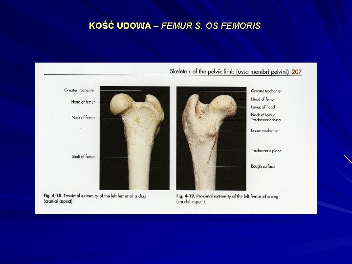 KOŚĆ UDOWA – FEMUR S. OS FEMORIS 