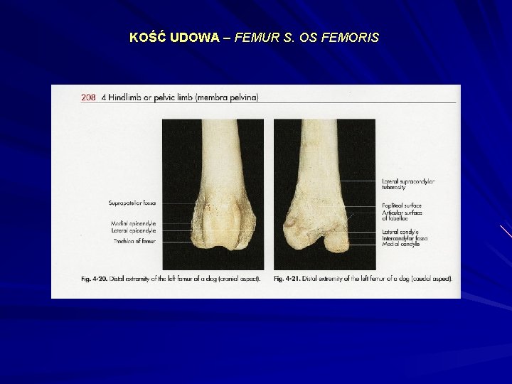 KOŚĆ UDOWA – FEMUR S. OS FEMORIS 