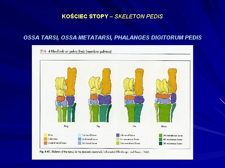 KOŚCIEC STOPY – SKELETON PEDIS OSSA TARSI, OSSA METATARSI, PHALANGES DIGITORUM PEDIS 