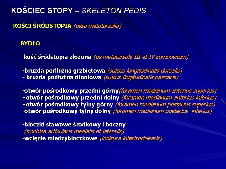 KOŚCIEC STOPY – SKELETON PEDIS KOŚCI ŚRÓDSTOPIA (ossa metatarsalia) BYDŁO kość śródstopia złożona (os