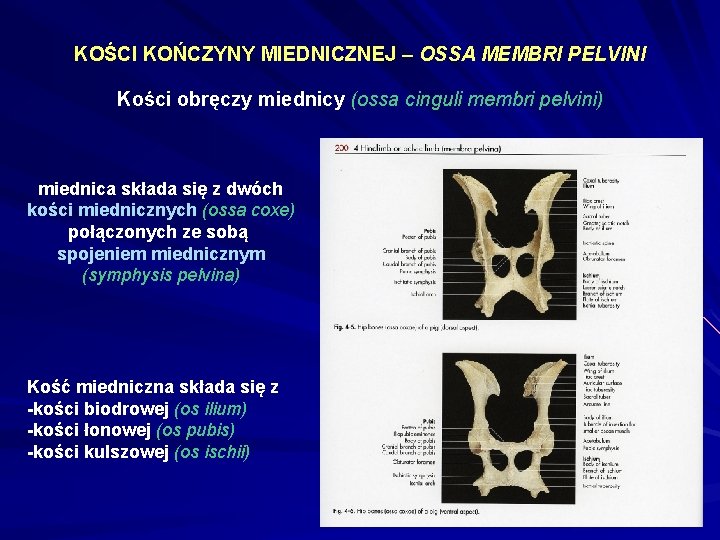 KOŚCI KOŃCZYNY MIEDNICZNEJ – OSSA MEMBRI PELVINI Kości obręczy miednicy (ossa cinguli membri pelvini)